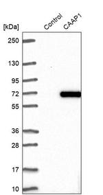 CAAP1 Antibody in Western Blot (WB)