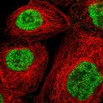 SPAG7 Antibody in Immunocytochemistry (ICC/IF)