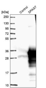 SPAG7 Antibody in Western Blot (WB)