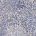 MSP Polyclonal Antibody