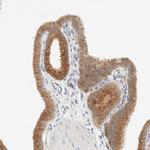 SUMF2 Polyclonal Antibody
