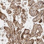 OTUD6B Antibody in Immunohistochemistry (Paraffin) (IHC (P))