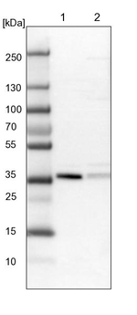 NDE1 Antibody in Western Blot (WB)