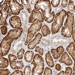 TMEM184B Antibody in Immunohistochemistry (Paraffin) (IHC (P))