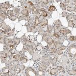 CCDC129 Polyclonal Antibody