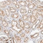 FAM132A Antibody in Immunohistochemistry (Paraffin) (IHC (P))