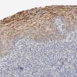 FAM132A Antibody in Immunohistochemistry (Paraffin) (IHC (P))