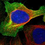 IFRD1 Polyclonal Antibody