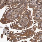 IFRD1 Antibody in Immunohistochemistry (Paraffin) (IHC (P))