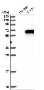 IFRD1 Antibody in Western Blot (WB)