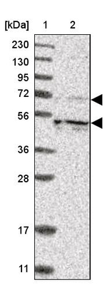 KIF12 Antibody in Western Blot (WB)
