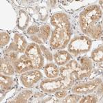 CCDC171 Antibody in Immunohistochemistry (Paraffin) (IHC (P))