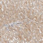 CCDC171 Antibody in Immunohistochemistry (Paraffin) (IHC (P))
