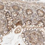 CCDC171 Antibody in Immunohistochemistry (Paraffin) (IHC (P))