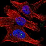 WDR32 Antibody in Immunocytochemistry (ICC/IF)