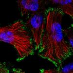 SIKE Polyclonal Antibody