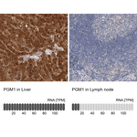 PGM1 Antibody in Immunohistochemistry (Paraffin) (IHC (P))