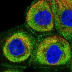 C8orf37 Antibody in Immunocytochemistry (ICC/IF)