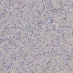 C8orf37 Antibody in Immunohistochemistry (Paraffin) (IHC (P))