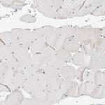 C8orf37 Antibody in Immunohistochemistry (Paraffin) (IHC (P))