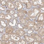 NXT2 Antibody in Immunohistochemistry (Paraffin) (IHC (P))