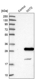 NXT2 Antibody in Western Blot (WB)