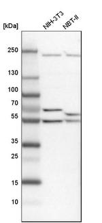DDX6 Antibody in Western Blot (WB)