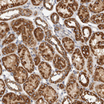 IARS2 Antibody in Immunohistochemistry (Paraffin) (IHC (P))