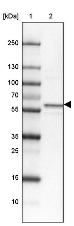 Synip Antibody in Western Blot (WB)
