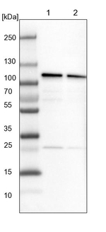CPSF2 Antibody in Western Blot (WB)