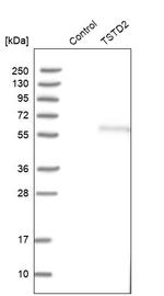 TSTD2 Antibody in Western Blot (WB)