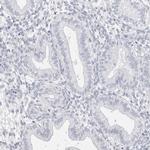 FAM71F2 Antibody in Immunohistochemistry (IHC)