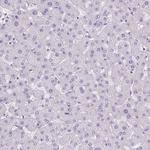 POPDC2 Antibody in Immunohistochemistry (IHC)