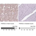 POPDC2 Antibody
