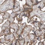 SEL1L Antibody in Immunohistochemistry (Paraffin) (IHC (P))