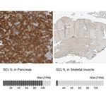 SEL1L Antibody