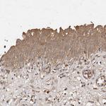 SNX31 Antibody in Immunohistochemistry (Paraffin) (IHC (P))