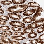 Niban-like protein Antibody in Immunohistochemistry (Paraffin) (IHC (P))