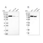 Niban-like protein Antibody in Western Blot (WB)