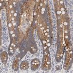 OTOR Antibody in Immunohistochemistry (Paraffin) (IHC (P))