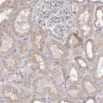 OTOR Antibody in Immunohistochemistry (Paraffin) (IHC (P))