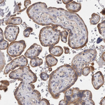 OTOR Antibody in Immunohistochemistry (Paraffin) (IHC (P))