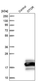 OTOR Antibody in Western Blot (WB)