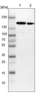 SMARCC1 Antibody in Western Blot (WB)