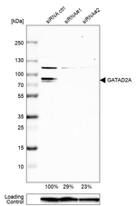 GATAD2A Antibody in Western Blot (WB)