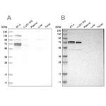 GATAD2A Antibody in Western Blot (WB)