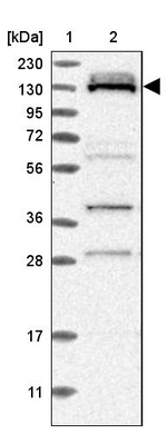 RBM12B Antibody in Western Blot (WB)