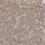 C16orf58 Antibody in Immunohistochemistry (Paraffin) (IHC (P))