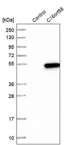 C16orf58 Antibody in Western Blot (WB)