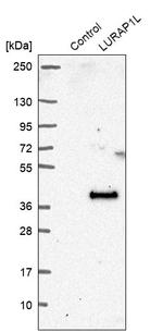 LURAP1L Antibody in Western Blot (WB)